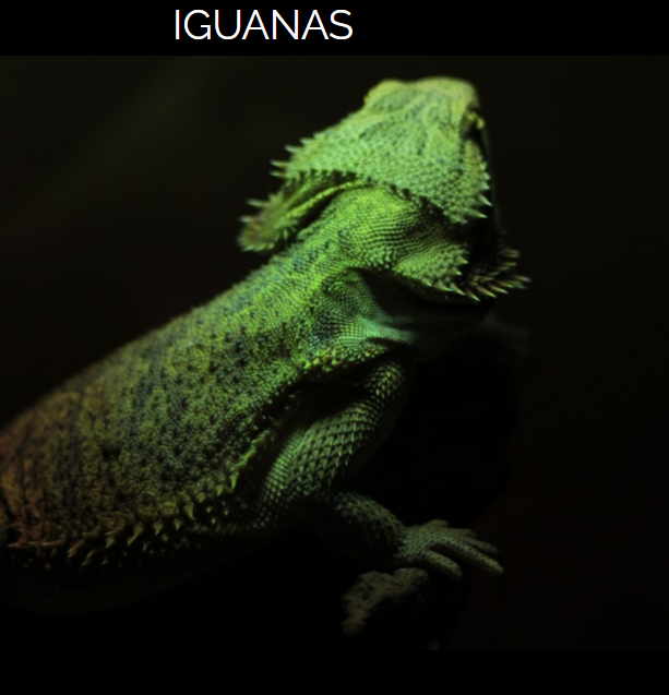 screenshot iguana page