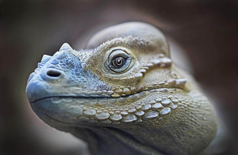 Cara de una iguana